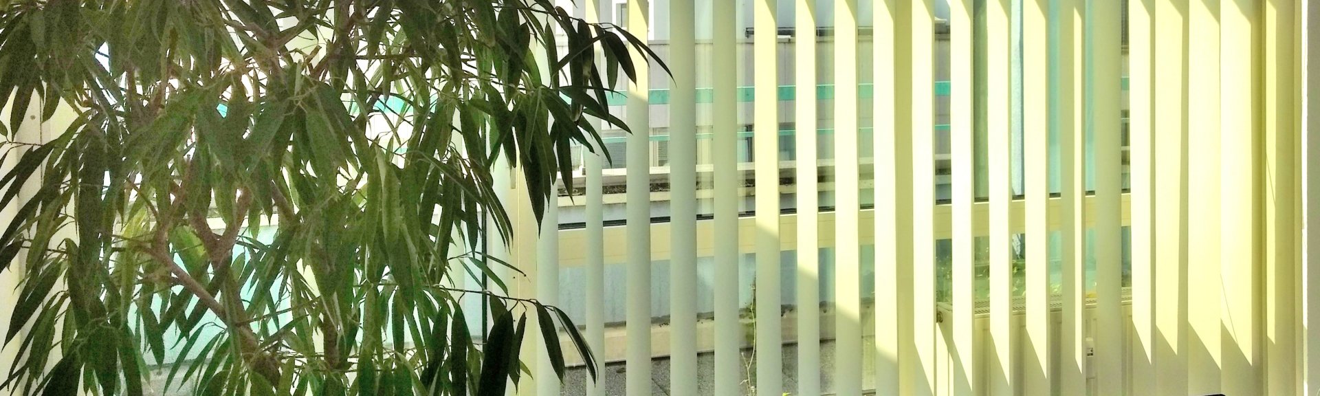 窓と観葉植物